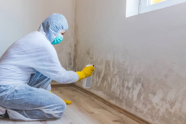 Licensed Mold Remediation service in Gillette, NJ - WQB Mold Removal